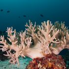 soft coral