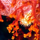 Soft Coral Cowrie