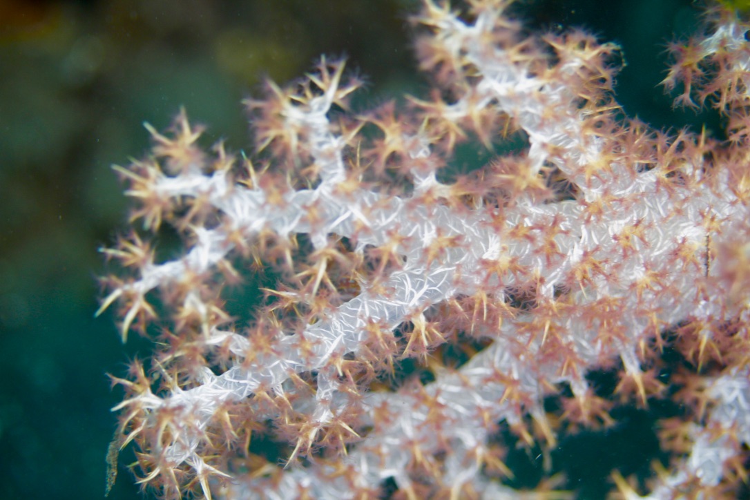 Soft Coral - Dendronephthya sp4 - Schleierbäumchen (Bäumchenkoralle)