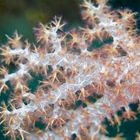 Soft Coral - Dendronephthya sp4 - Schleierbäumchen (Bäumchenkoralle)