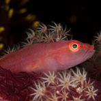 Soft-Coral Ghostgoby (Pleurosicya boldinghi)