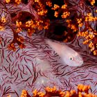 Soft coral goby