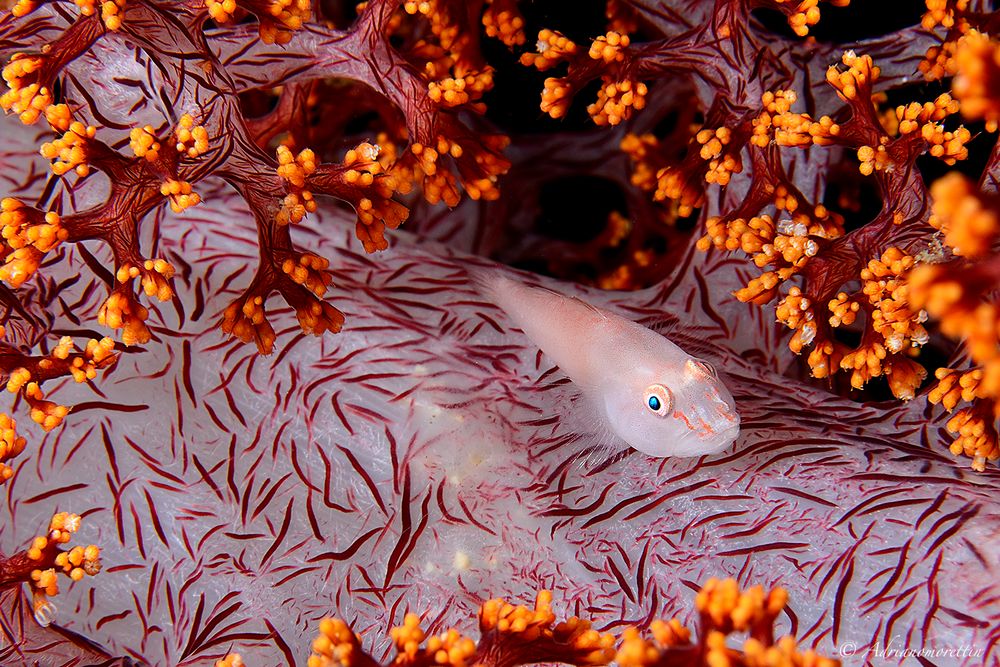 Soft coral goby