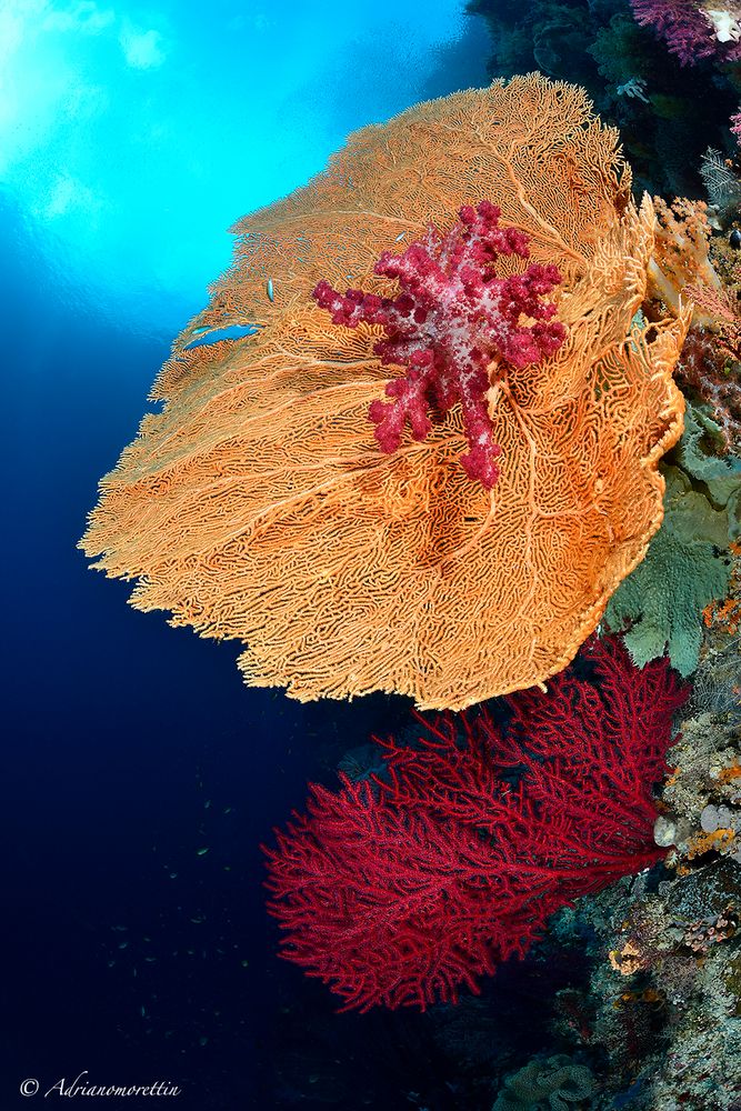 Soft coral on seafan