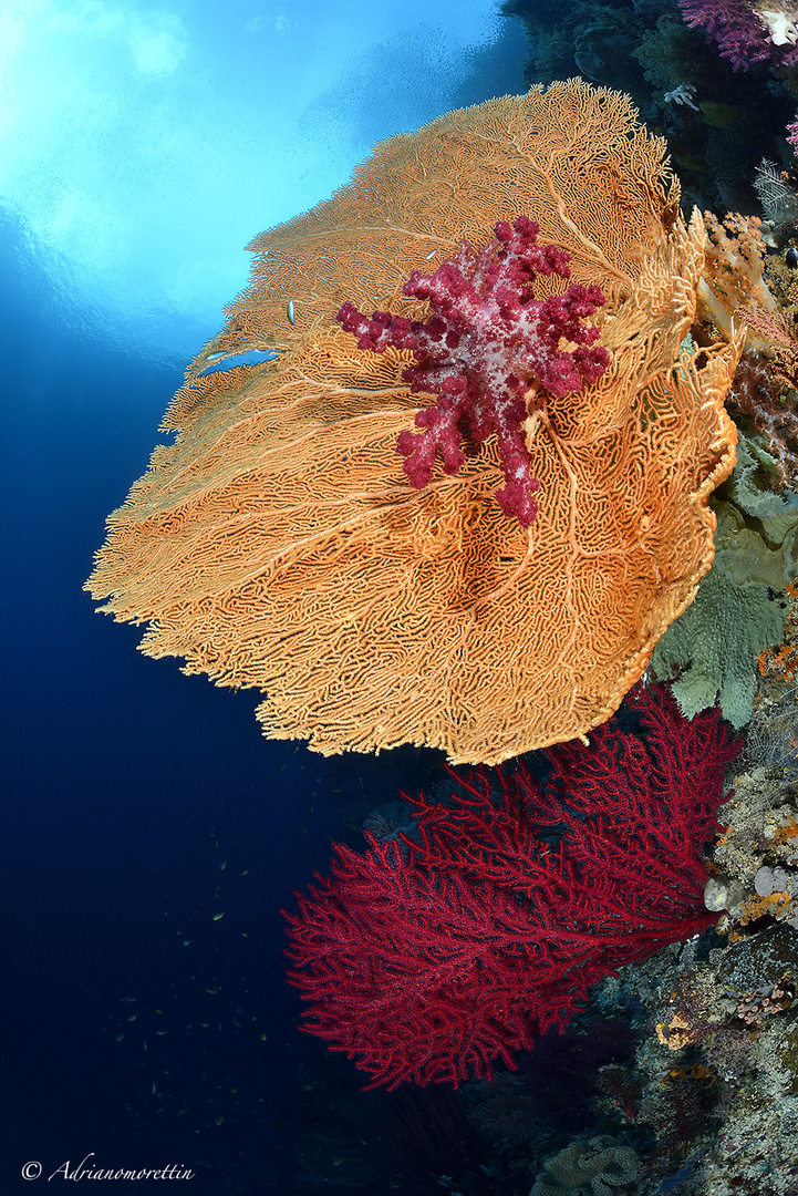 Soft coral on seafan