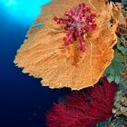 Soft coral on seafan