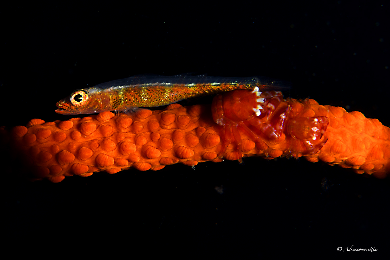 Soft coral porcelain crabs and Toothy goby 