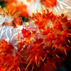 Soft Coral Shrimp