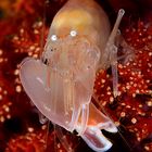 Soft coral snapping shrimp