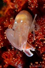Soft coral snapping shrimp