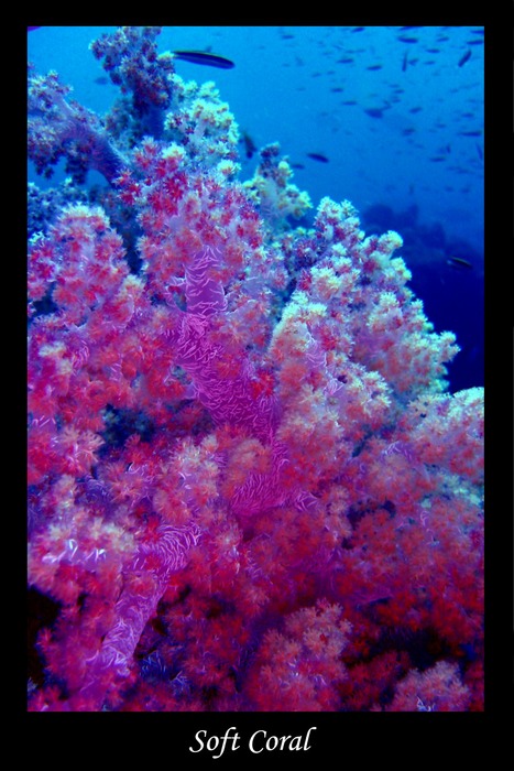 Soft Coral - Weichkoralle - Dendronephthya Klunzingeri I