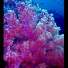 Soft Coral - Weichkoralle - Dendronephthya Klunzingeri I