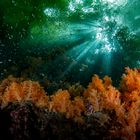 soft corals in the mangroves