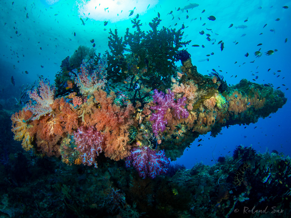 soft corals @ Misool - Raja Ampat