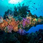 soft corals @ Misool - Raja Ampat