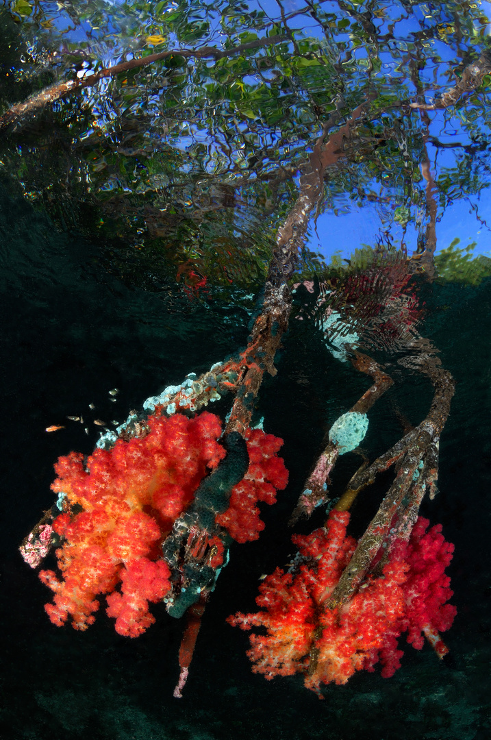 soft corals on mangroves