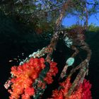 soft corals on mangroves