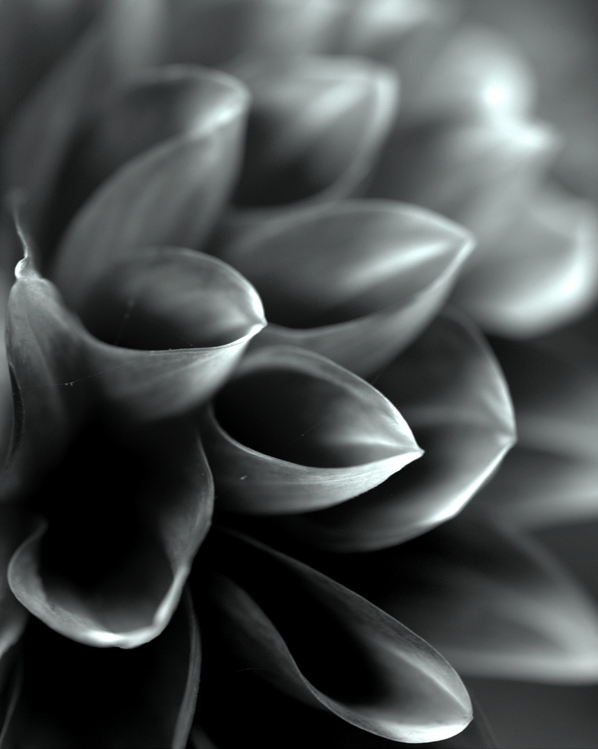 Soft Darkness. Dahlia