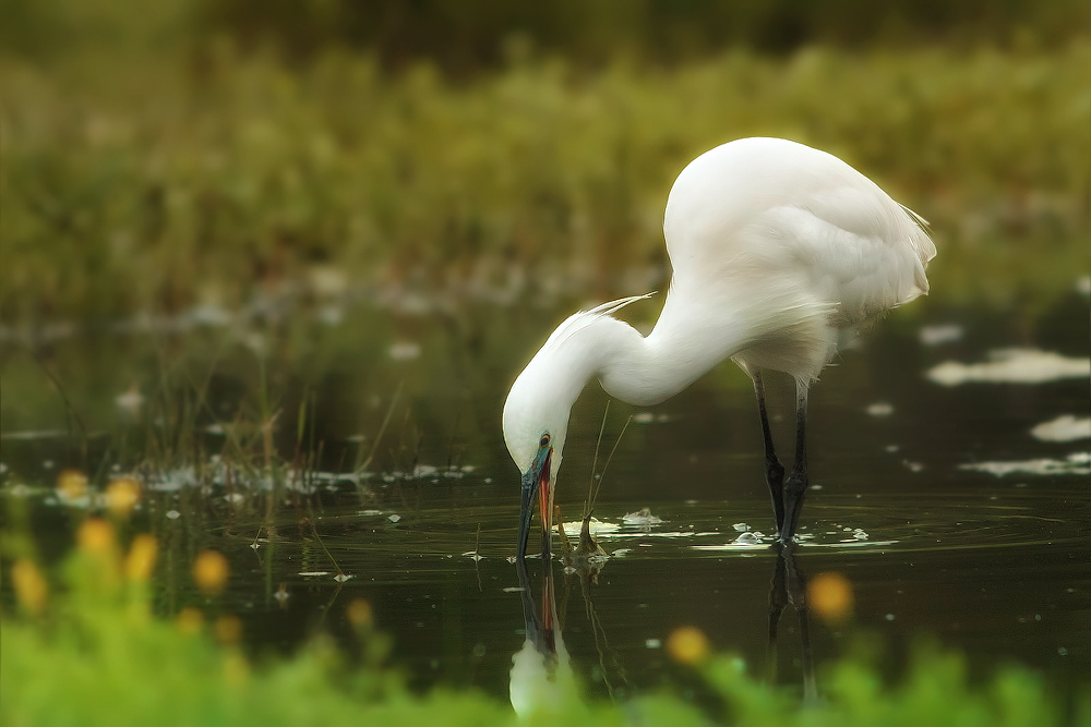 Soft Egretta