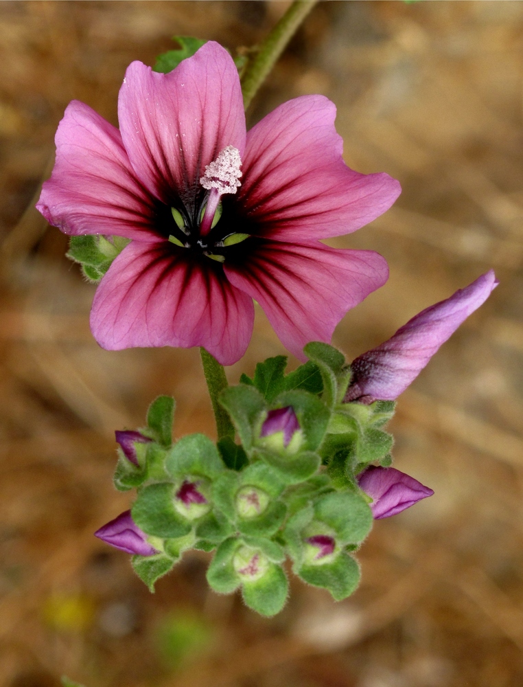 Soft flower growing on the rock