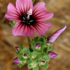 Soft flower growing on the rock