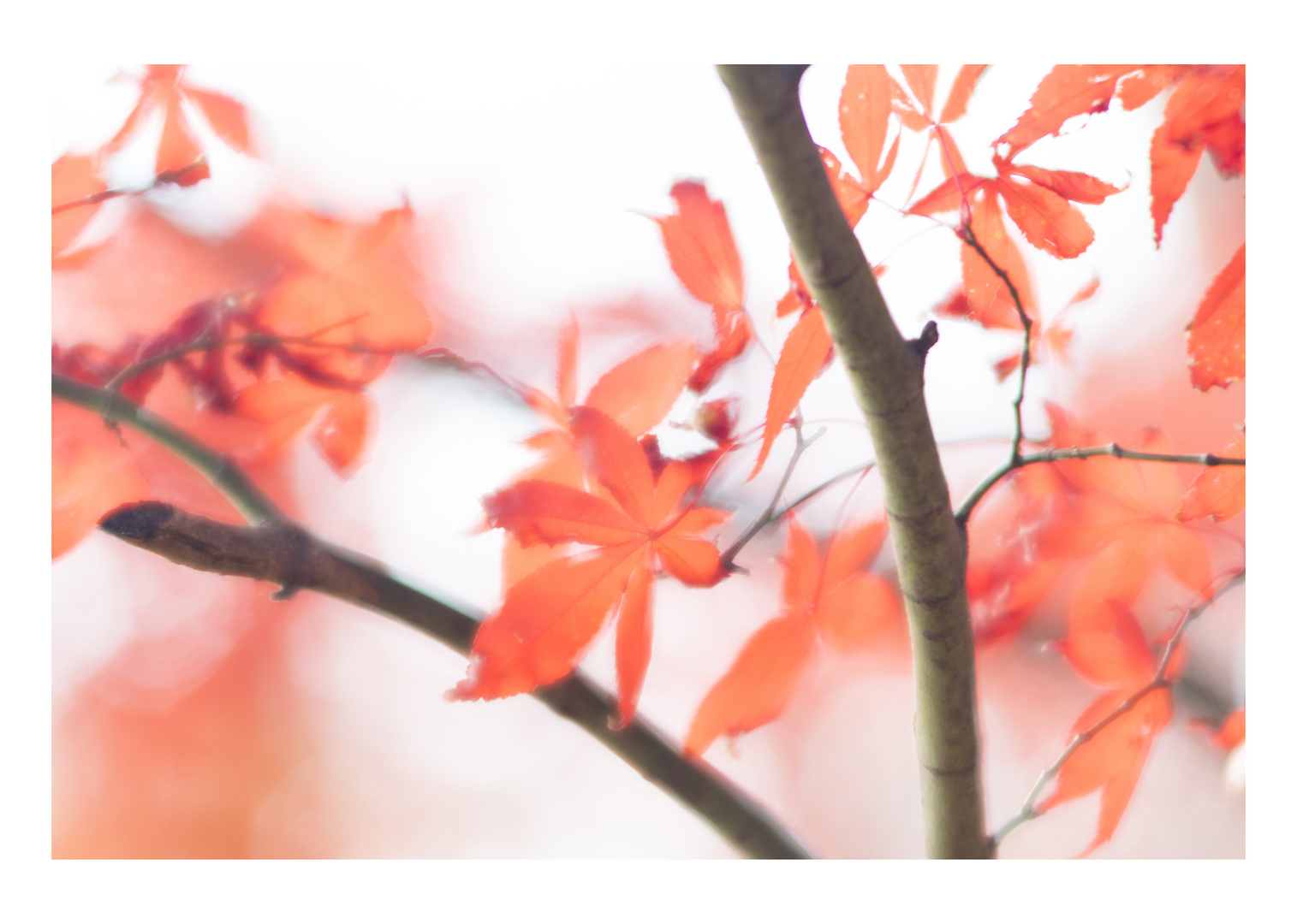 Soft focus leaves