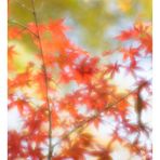 Soft focus leaves