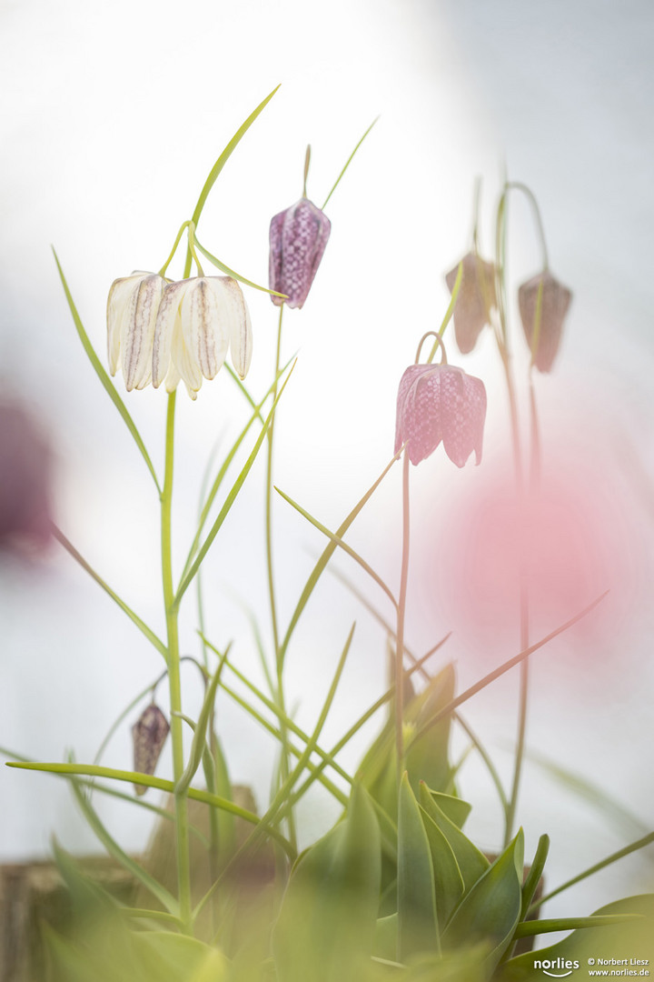 soft fritillaria meleagris