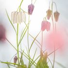 soft fritillaria meleagris