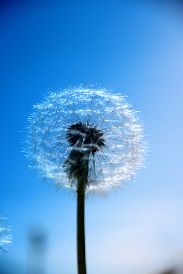 soft in blue