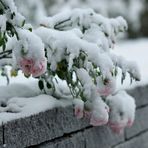 Soft Pink Rose Blossom Covered With Snow Like A Princess With Her Ermine