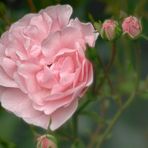 Soft Pink Rose 