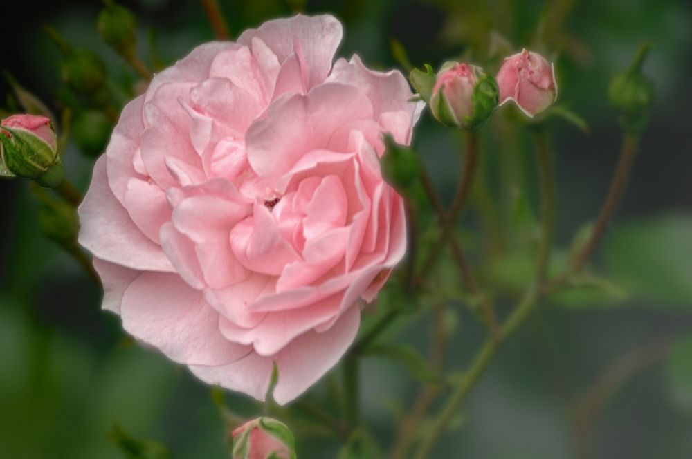 Soft Pink Rose 
