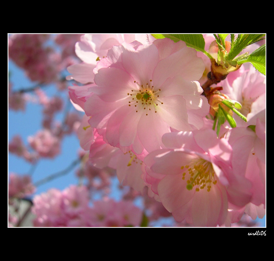 ~ soft pink sakura ~