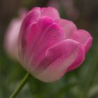 Soft Pink Tulip - Araluen Botanic Garden, Perth, Western Australia