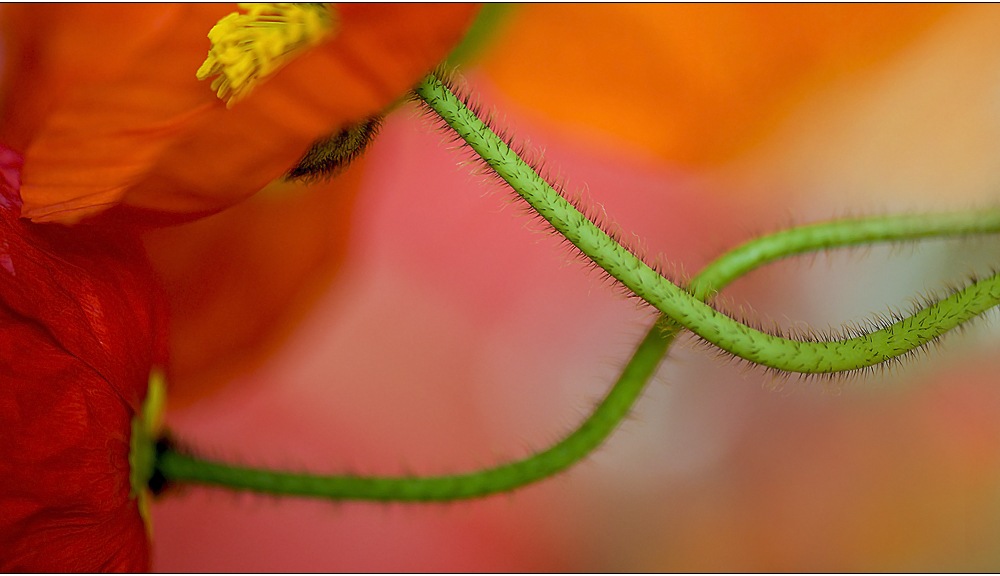 soft poppies