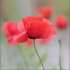 soft poppies