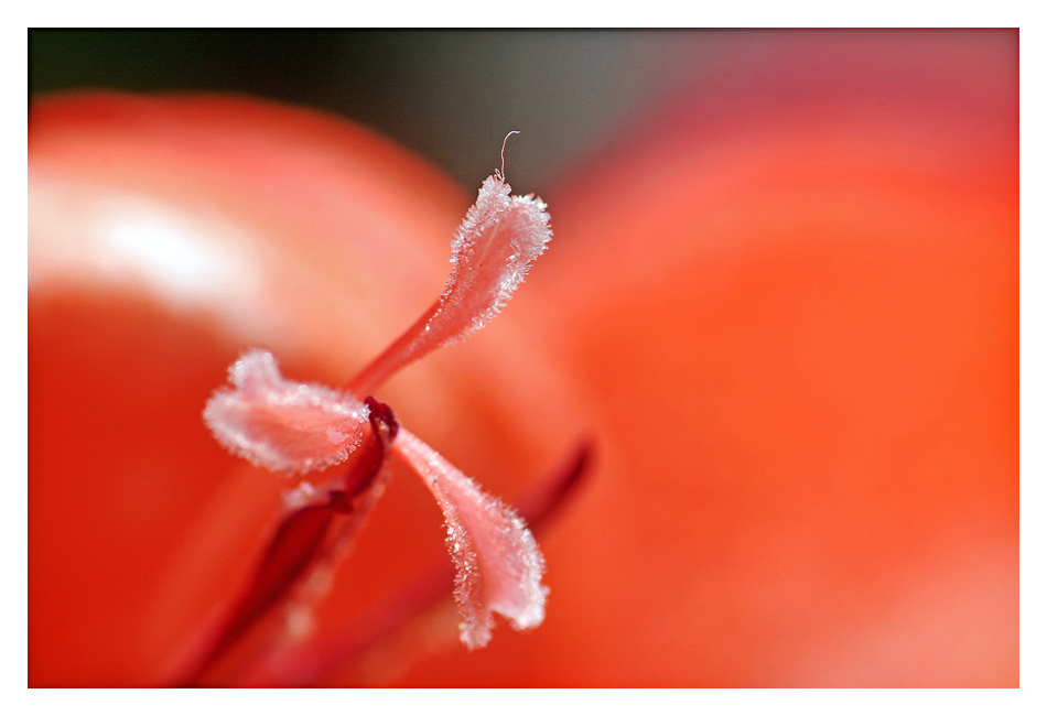 soft red II