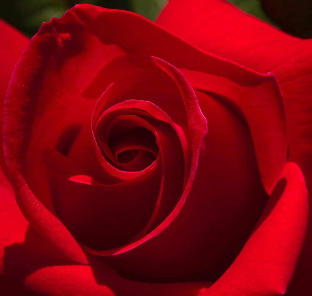 Soft Red Petals Swirling