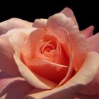 soft rose