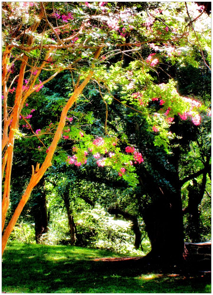 Soft Summer Breeze - a Patapsco Valley Impression