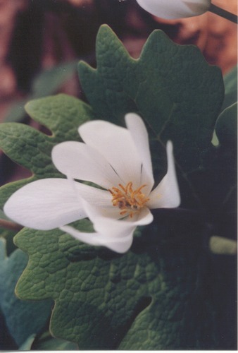 soft trillium