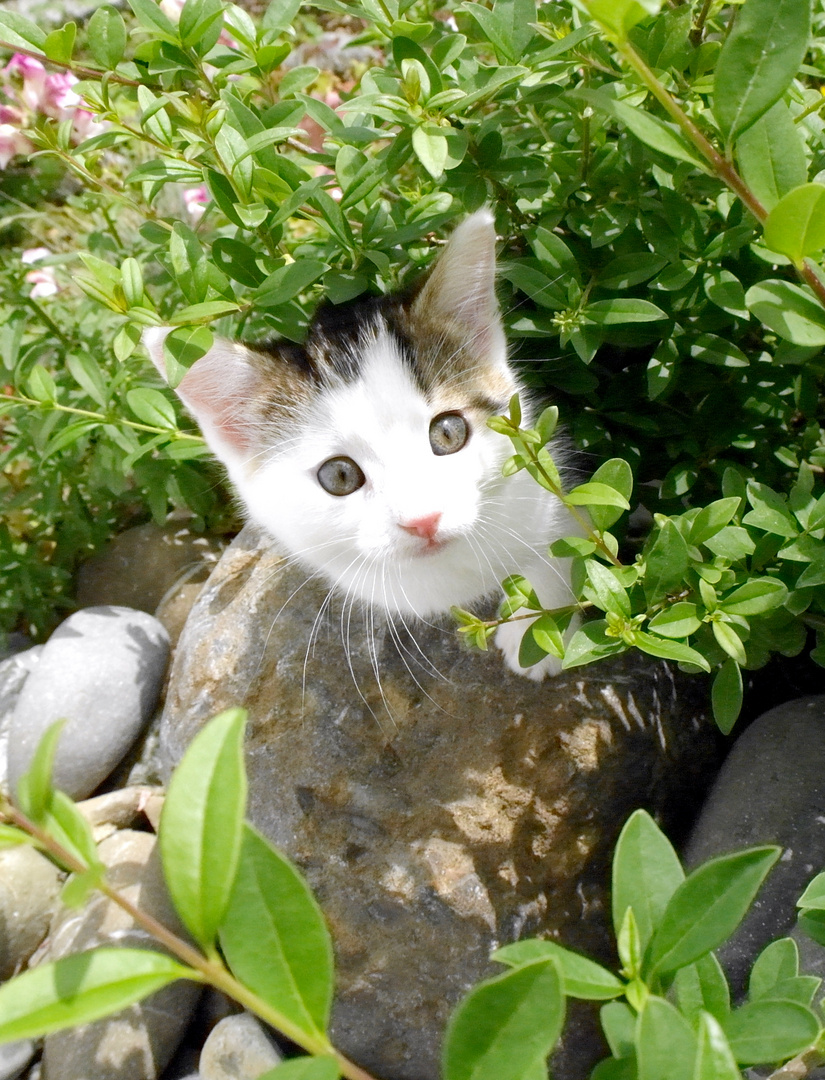 Softi genießt den Garten