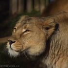 Softly lion