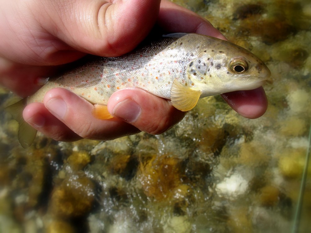 softmouth trout from neretva