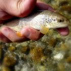 softmouth trout from neretva