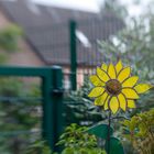 Sog auf die Sonnenblume