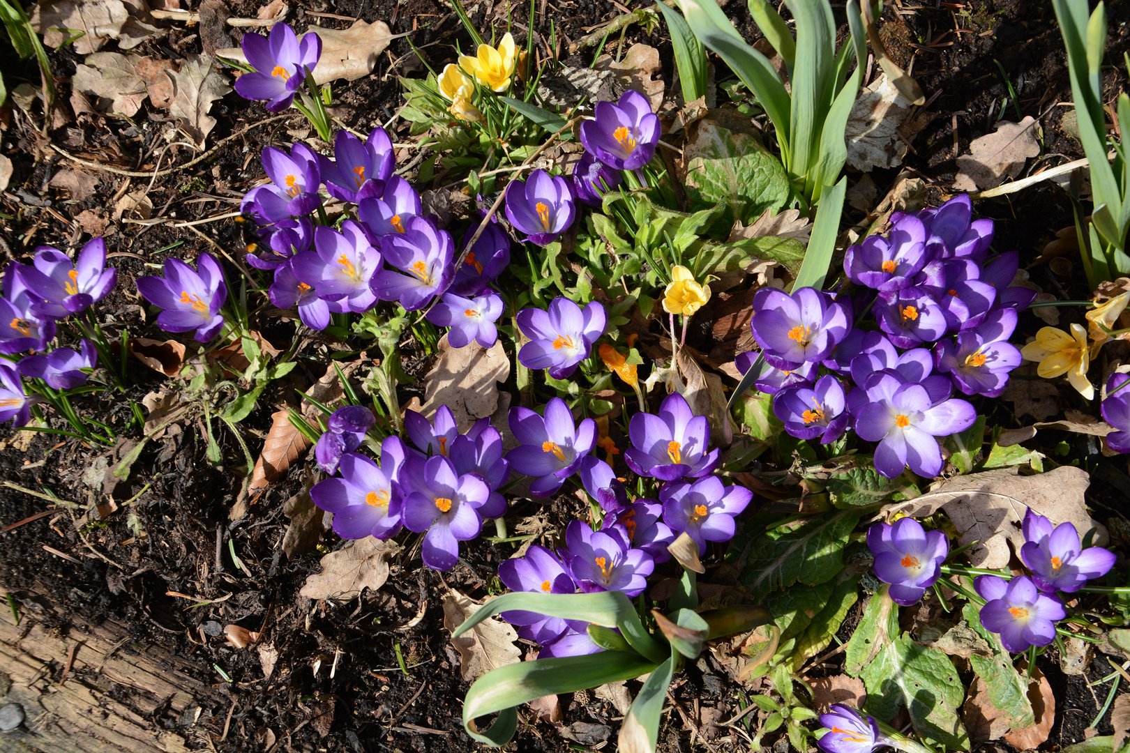 Sogar bei uns ist der Frühling eingezogen die Krokusse blühen Foto