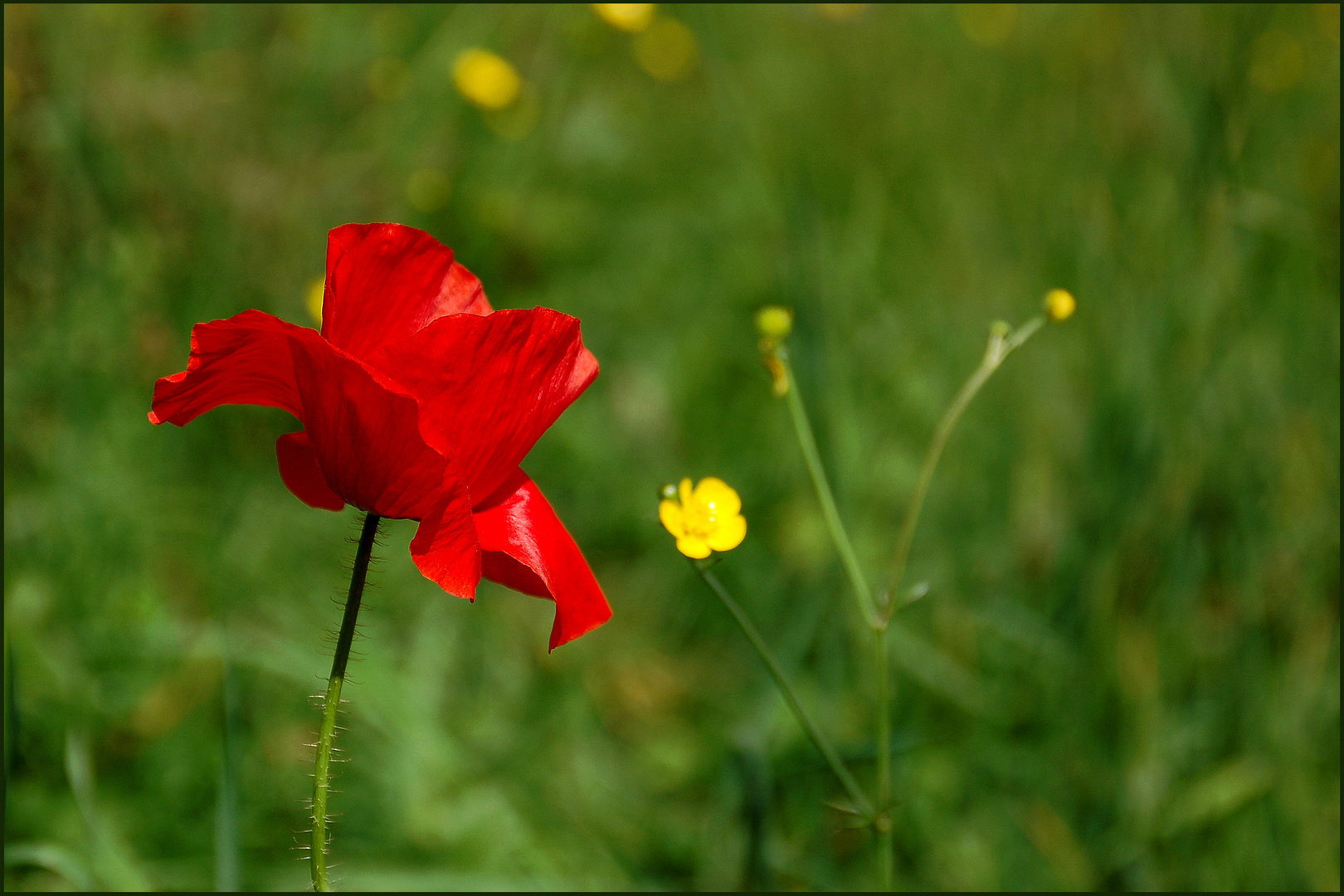 Sogar der Klatschmohn...