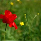 Sogar der Klatschmohn...